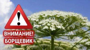 Осторожно , борщевик! Осторожно , борщевик!.