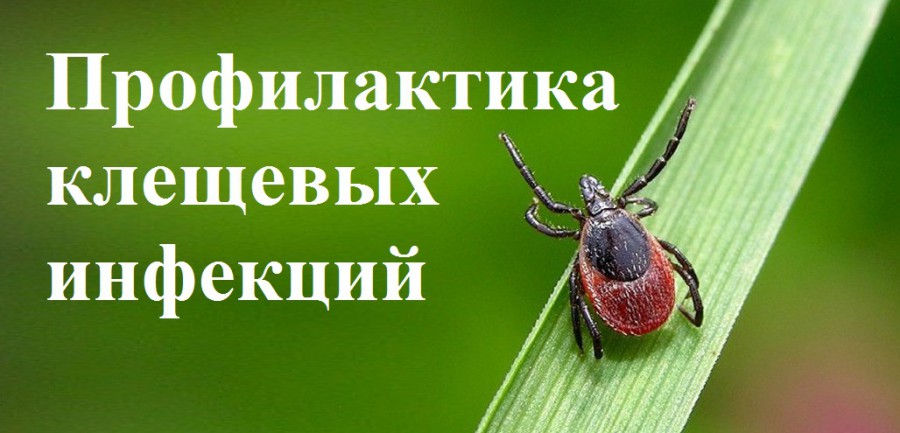 Профилактика клещевых инфекций Профилактика клещевых инфекций.